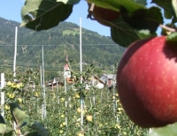 Obstbau Webhofer - Betriebsbesichtigung